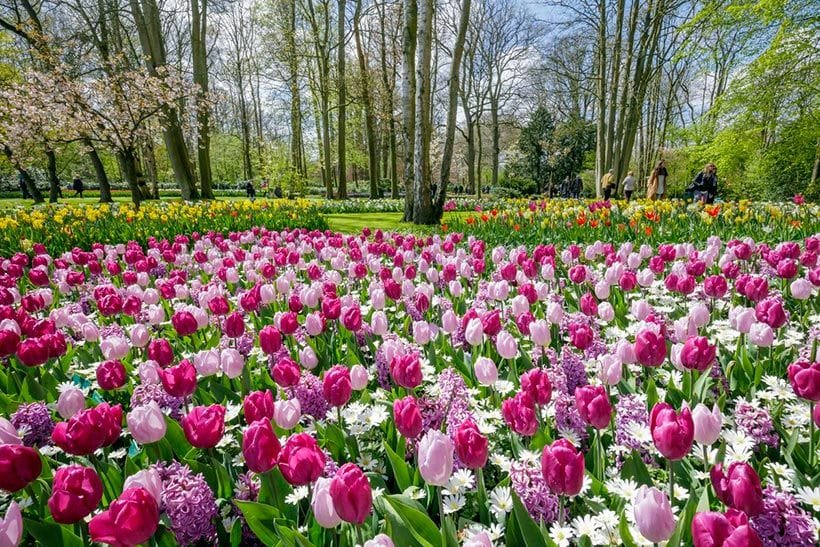 Keukenhof-holanda-jardines-4