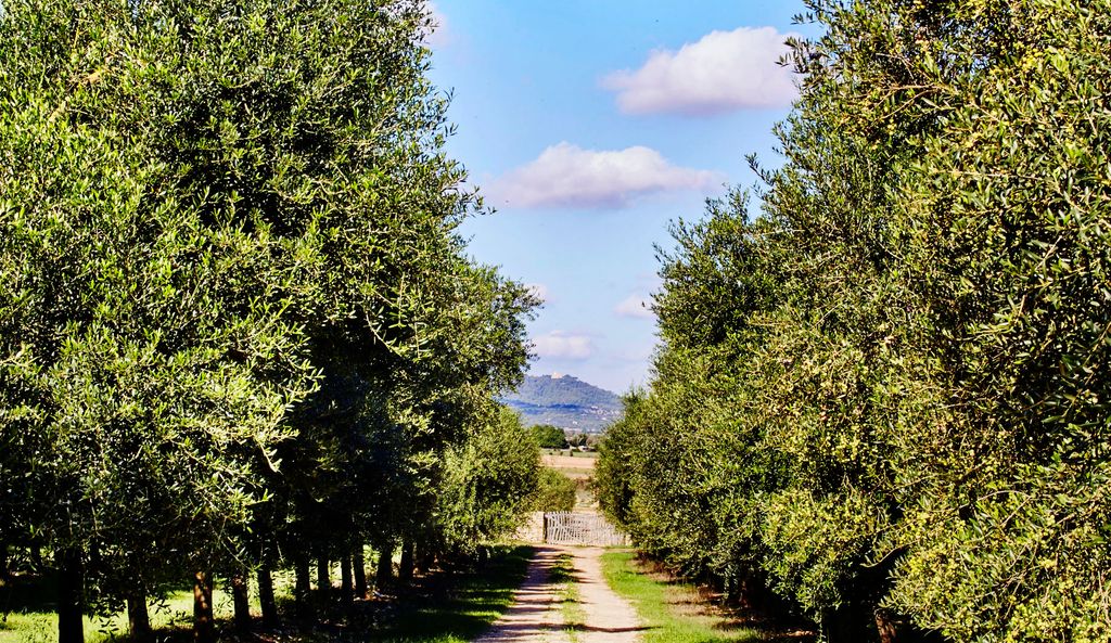 La finca se plantó con olivos de la variedad de aceituna arbequina en 1996