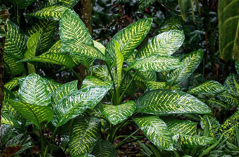 cultivar aglaonema 1