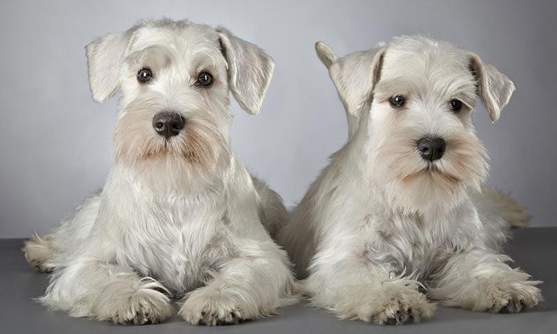 schnauzer 4