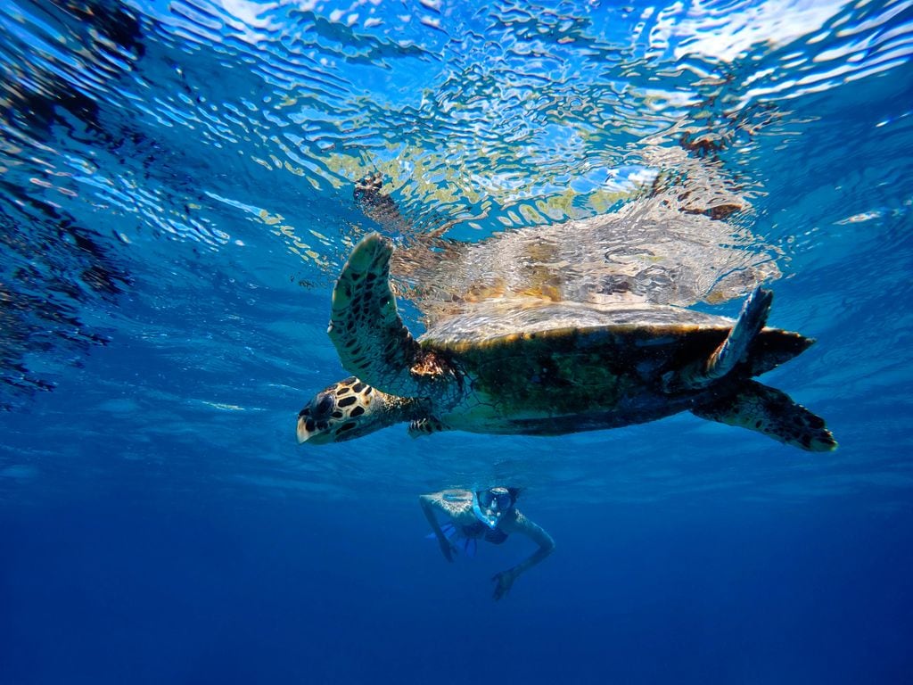 Una mujer observa tortugas marinas mientras hace snorkel en las islas Seychelles