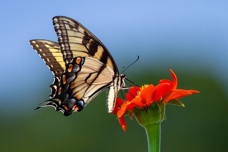 atraer mariposas jardin paisajismo hola decoracion 01