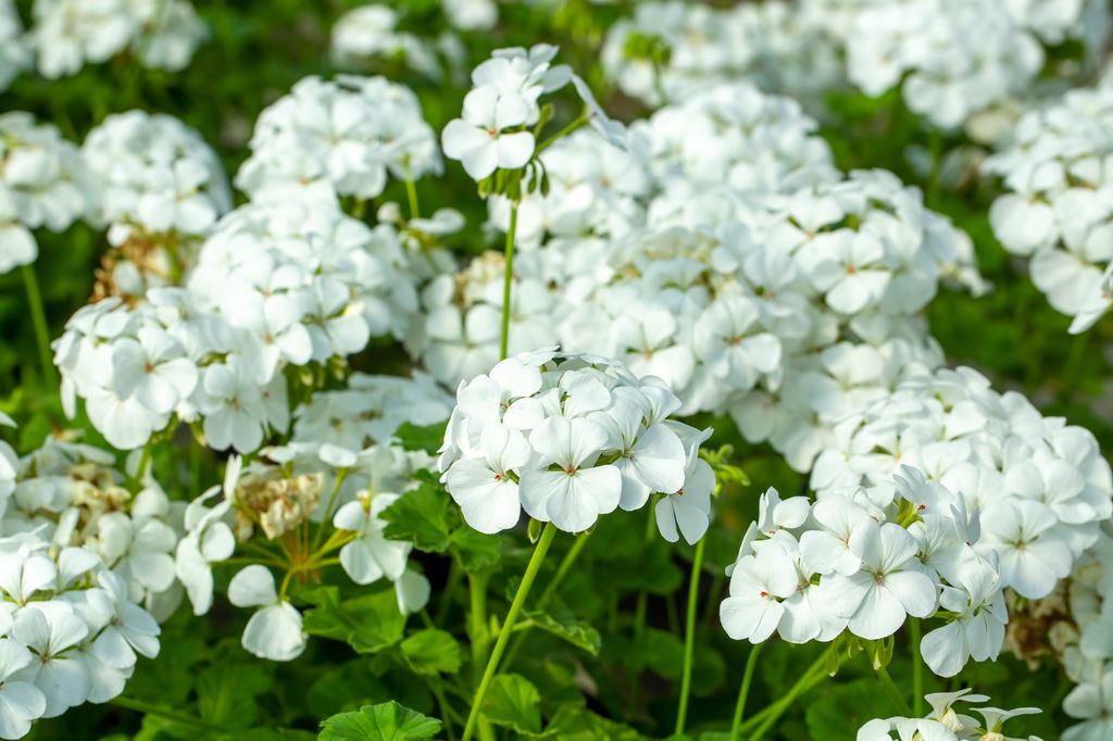 geranios blancos