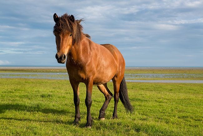 caballo