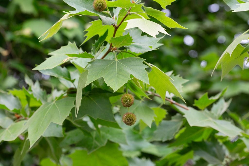 Plátano de sombra