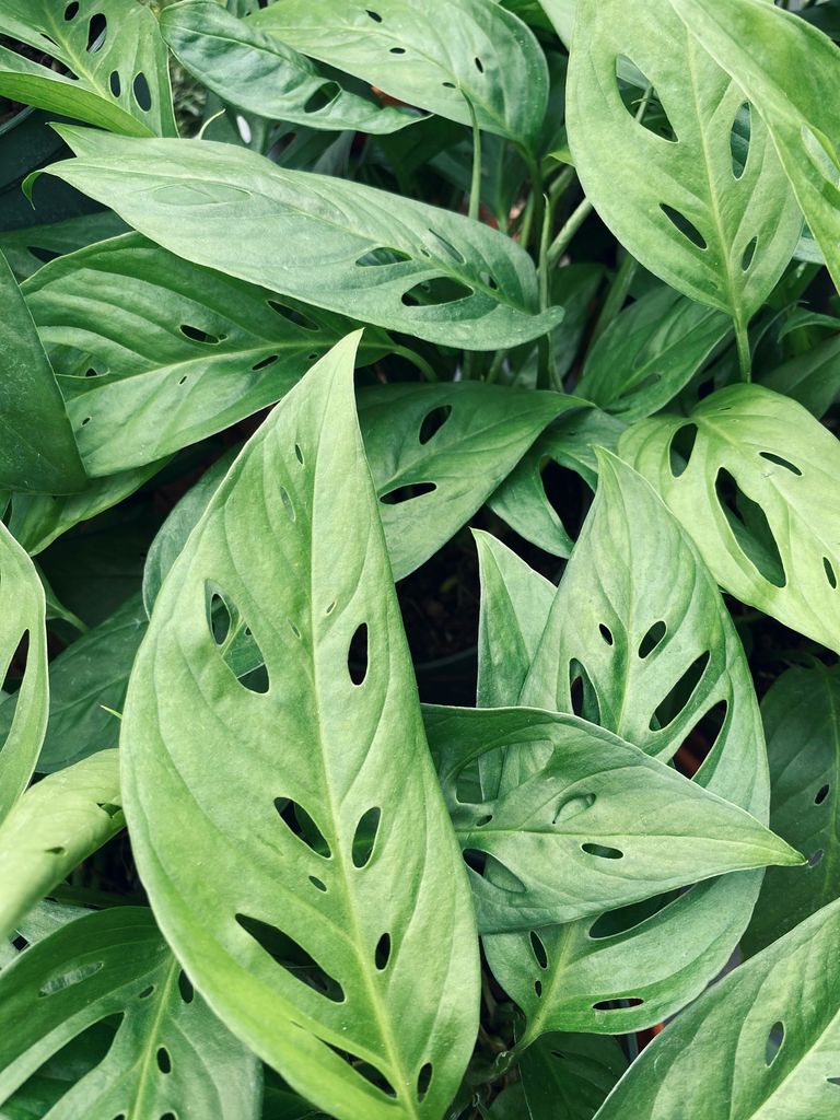 Monstera adansonii