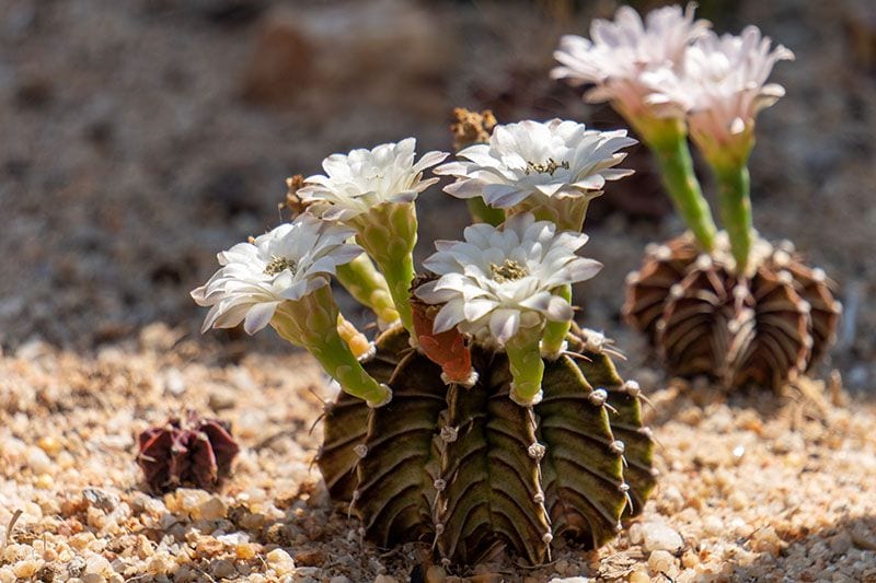 cuidados gymnocalycium 2