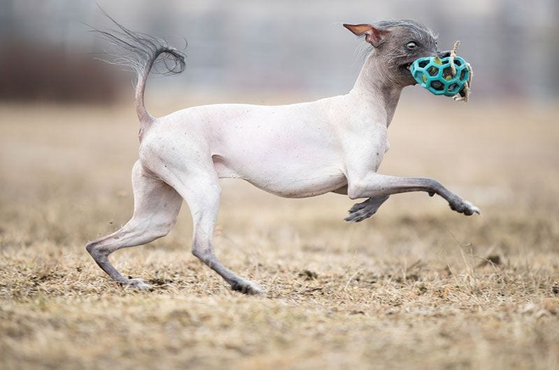 xoloitzcuintle4