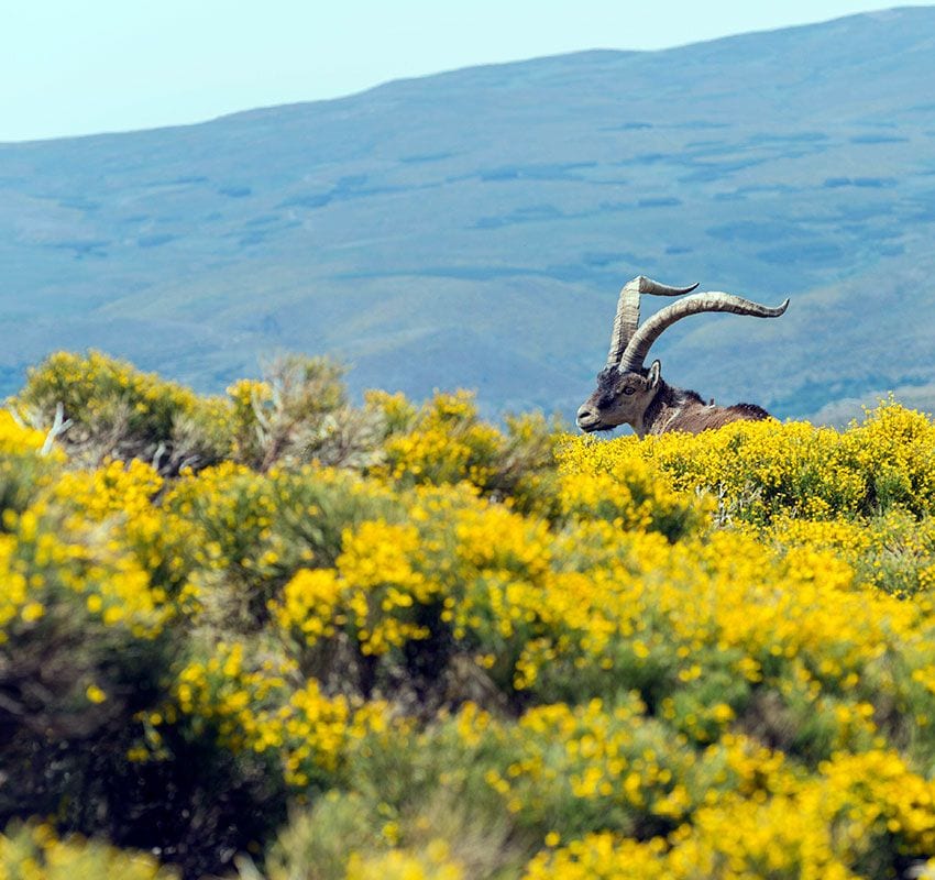 gredos avila 2fm51fr