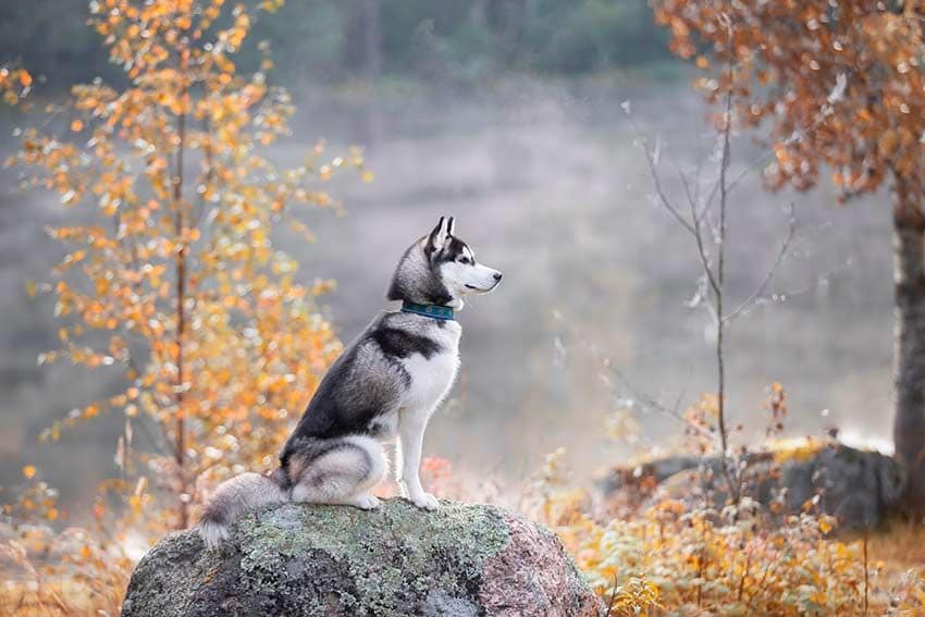 05 perro lobo husky siberiano