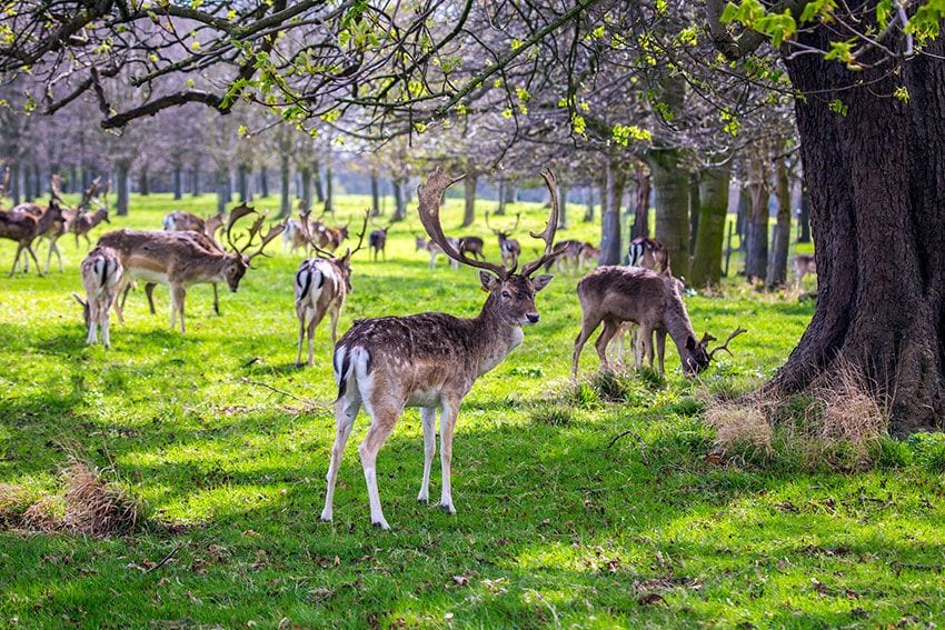 parque-fenix-dublin-ciervos