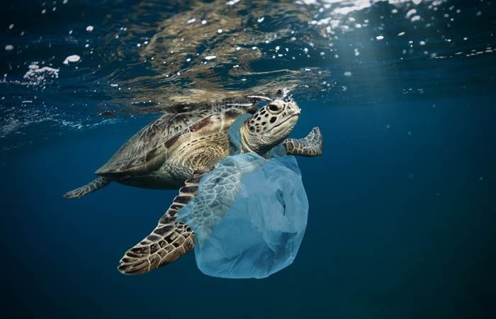 Tortuga con una bolsa de plástico