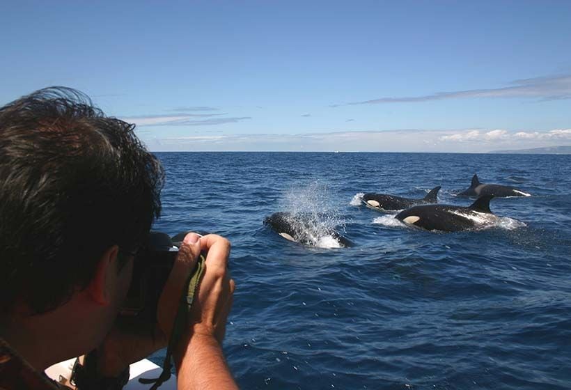 Cetaceos_Tarifa-Turmares-Tarifa-JMCaballero_a