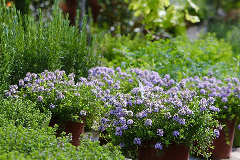 plantas jardin mediterraneo 2