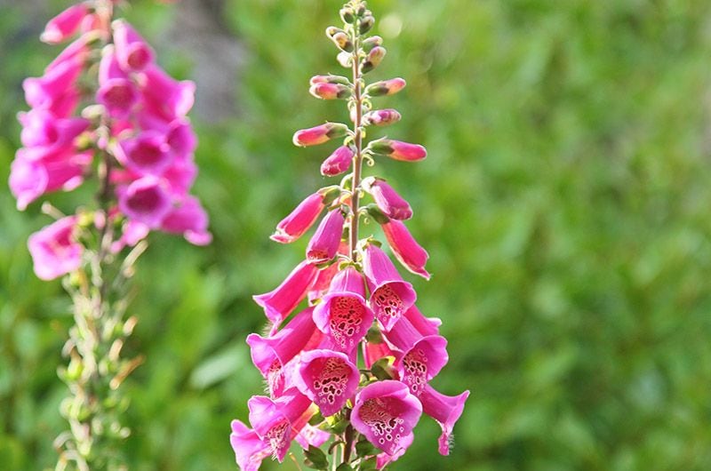 getty digitalis