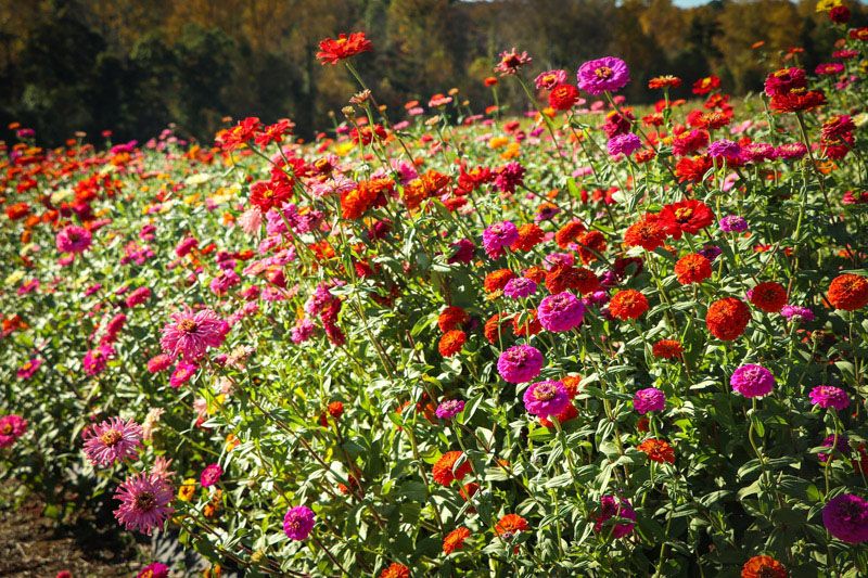 zinnia zinia  flor verano hola decoracion jardin 04