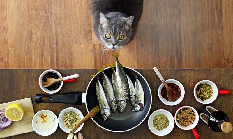 alimentos buenos para gato nutrientes