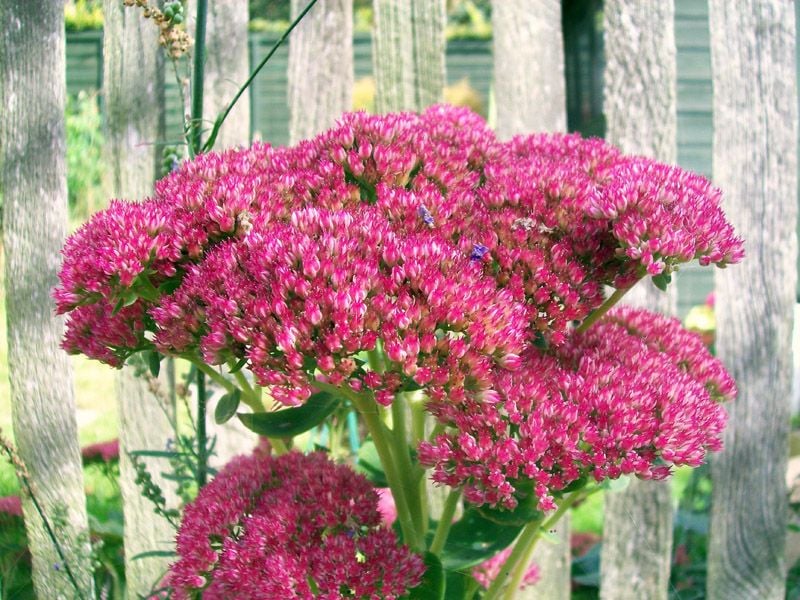 Sedum spectabile otoño patas conejo planta suculenta hola decoracion 01