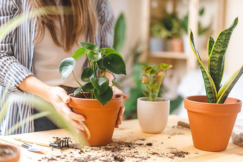 peperomia planta 5