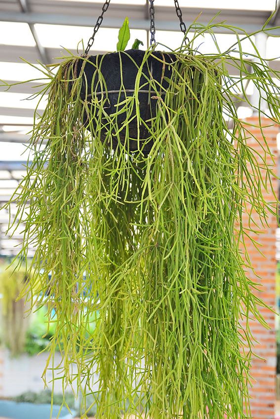 cactus rhipsalis 3