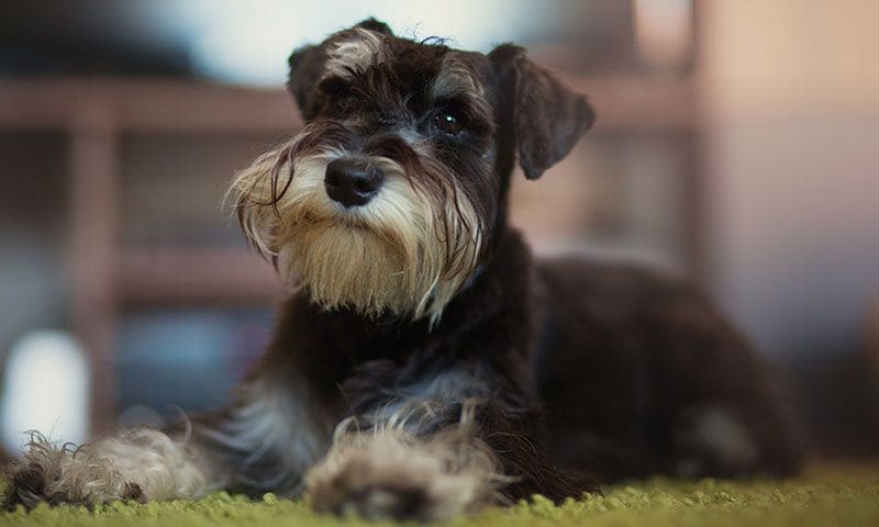 schnauzer