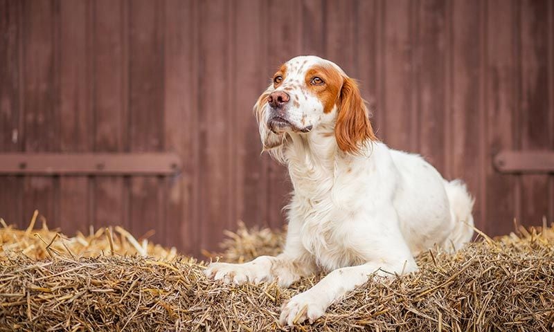 razas perro caza spaniel breton