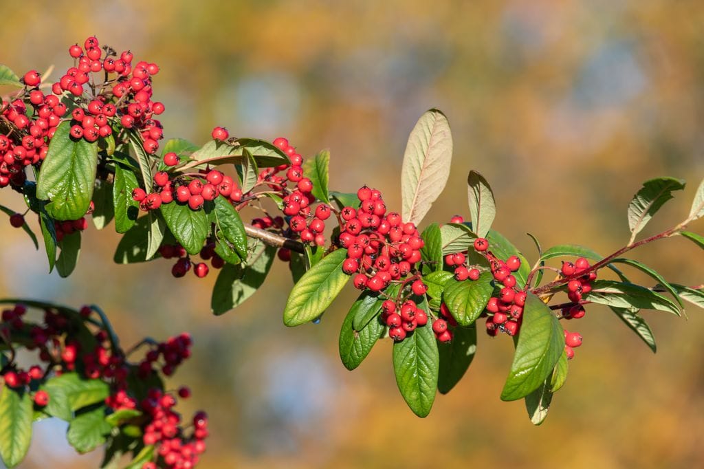 Cotoneaster