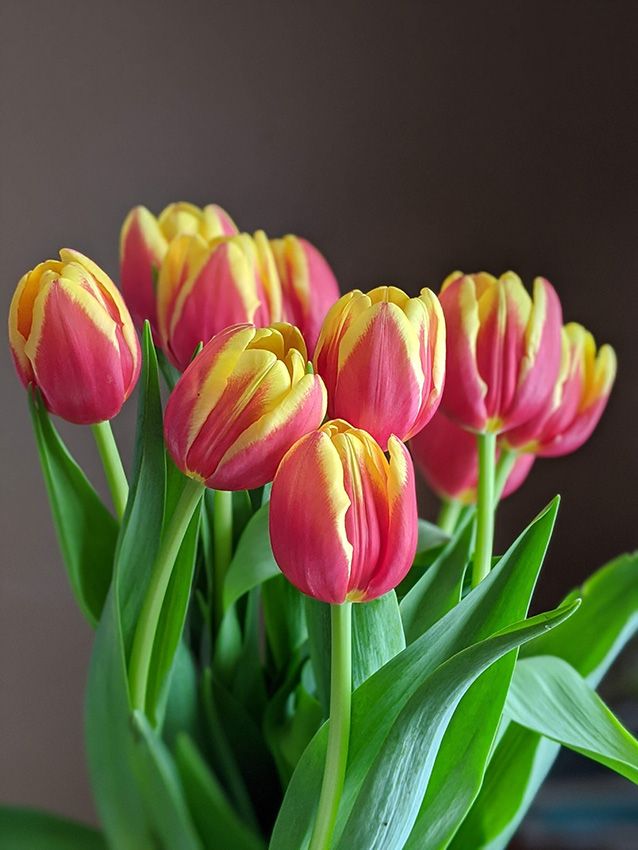 cultivar tulipanes 02a