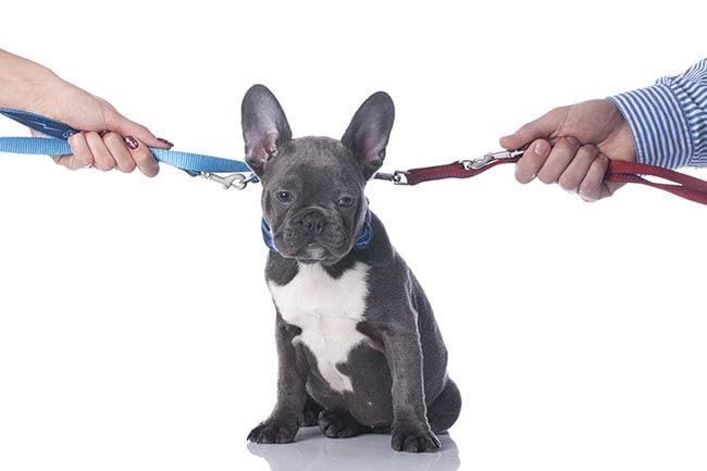 Si te divorcias ¿quien se queda el perro o el gato?