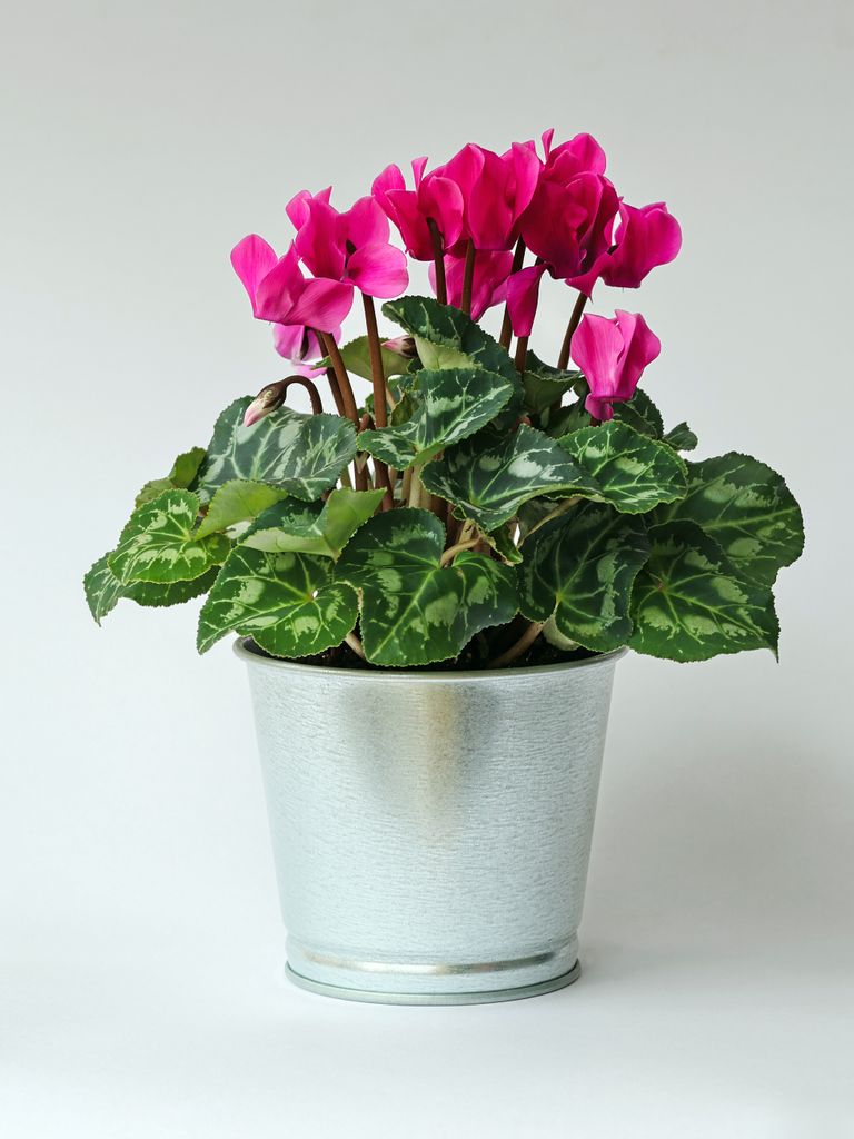 Cyclamen