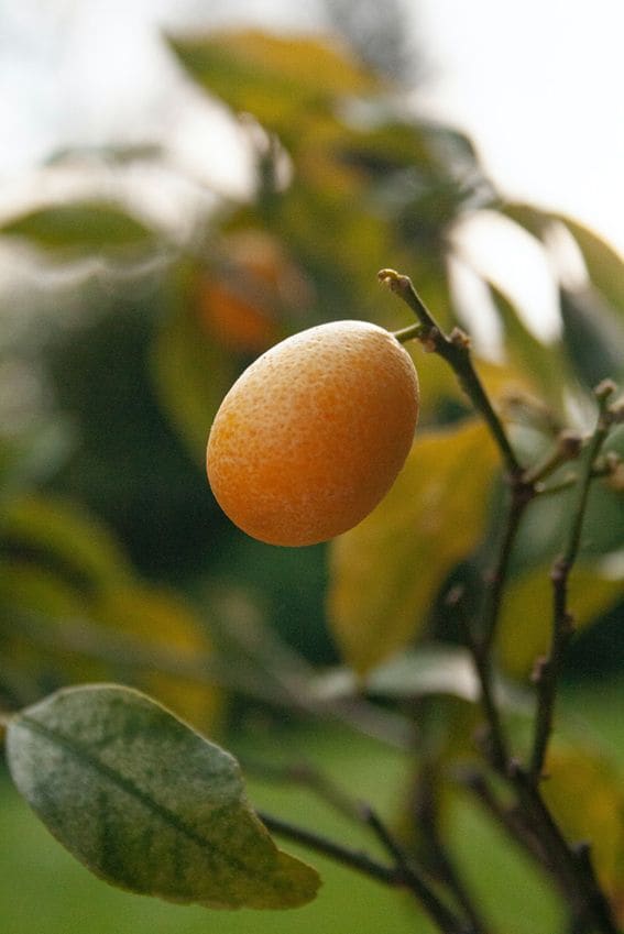 naranjo chino citrtico kumquat hola decoracion 03