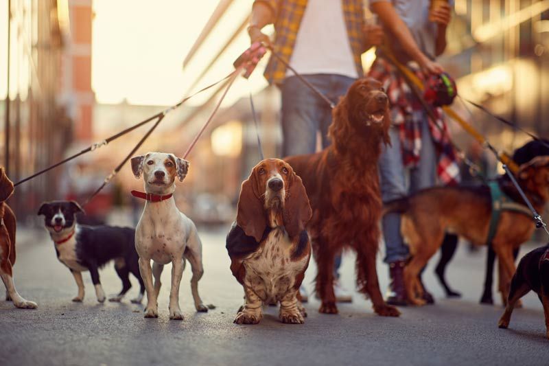 perros ciudad