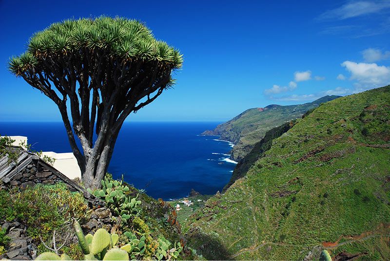 LaPalma_DragoaCostaNorte_a