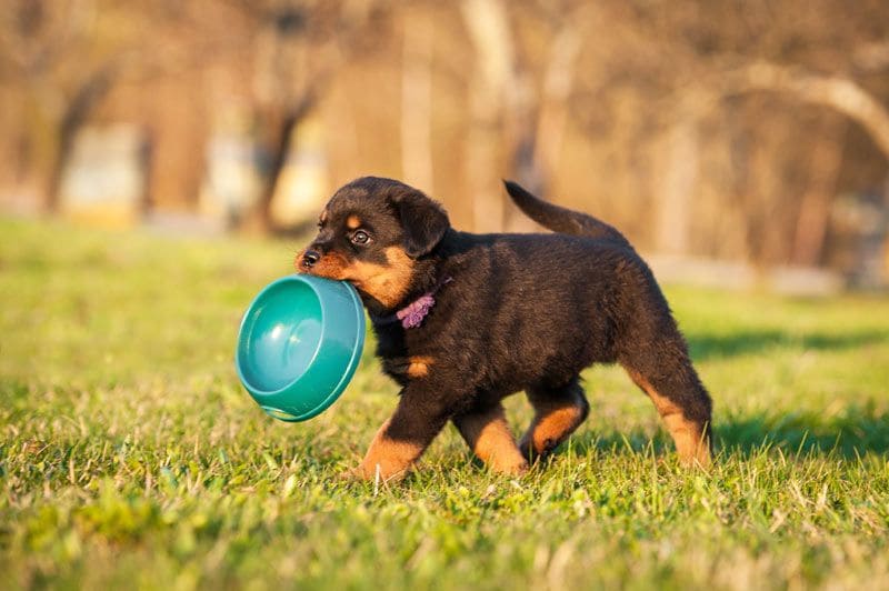 perro comer