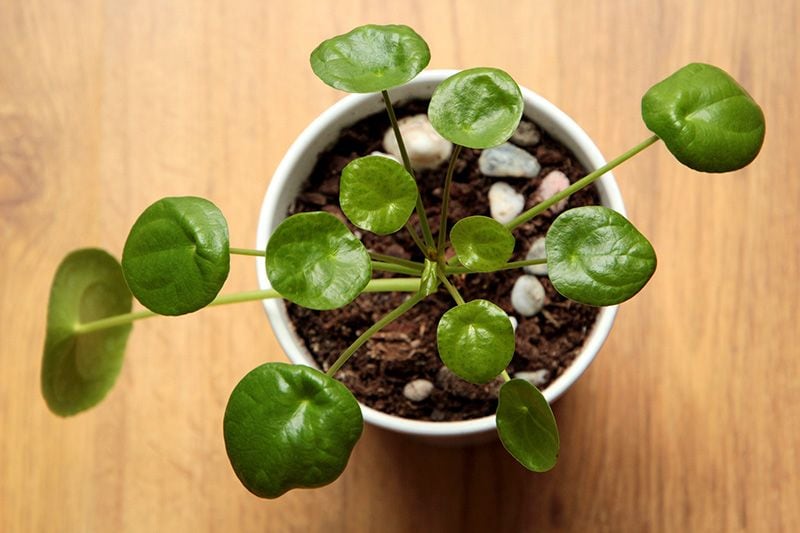 cuidados pilea peperomioides 10a