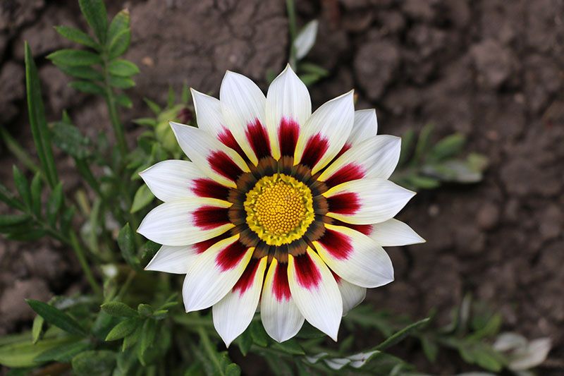 cultivo gazania 6