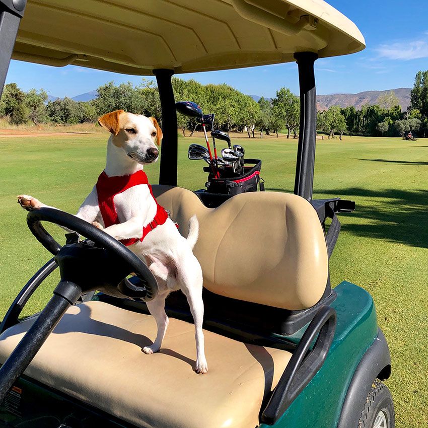 Pipper-en-campo-golf-Laurogolf-Malaga