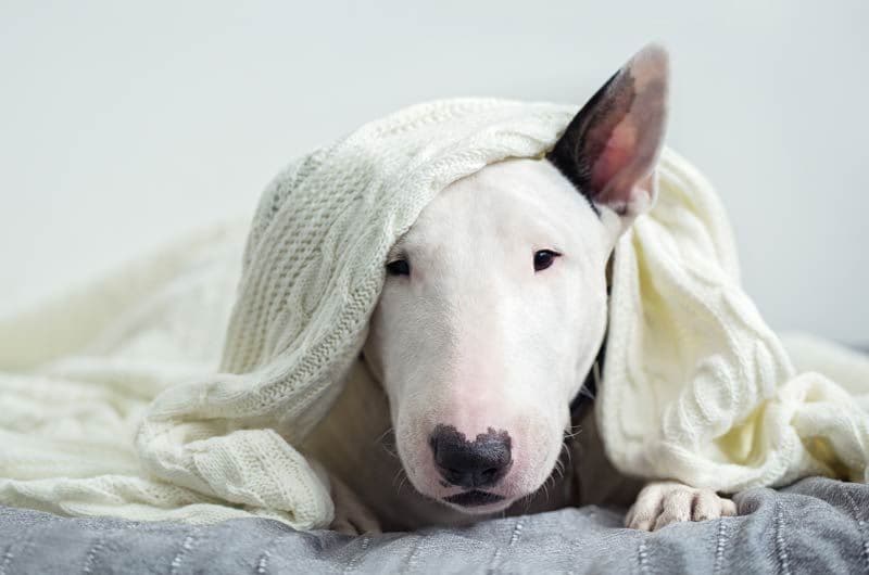 bullterrier