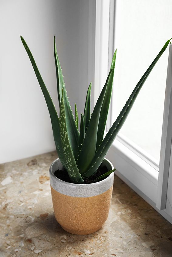 cuidar aloe vera 05a