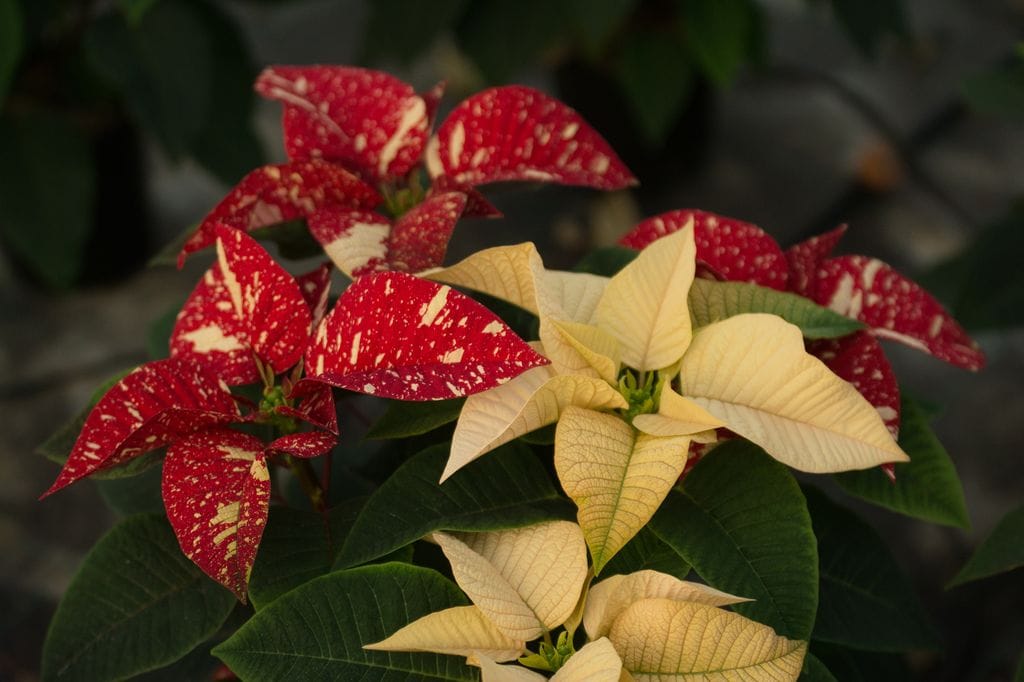 Flor de Pascua variegata y blanca