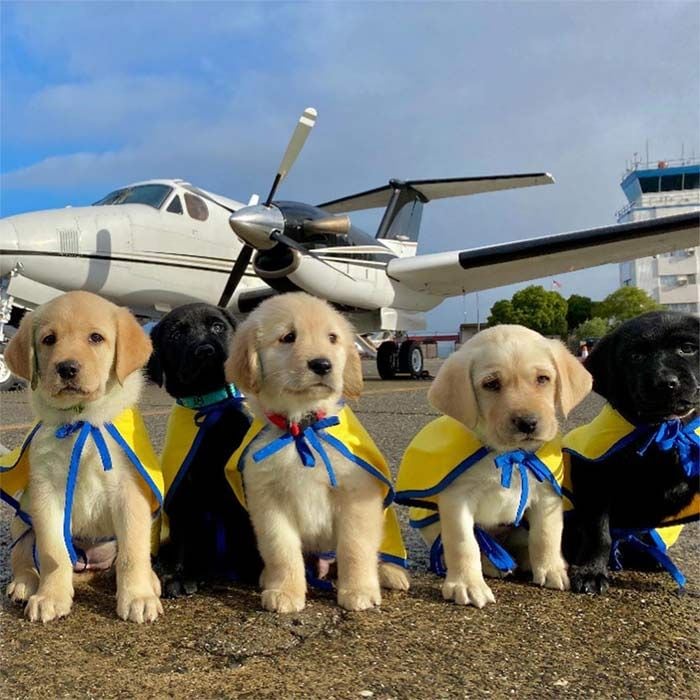 La bonita labor solidaria de un grupo de pilotos que traslada perros para asistir a personas discapacitadas