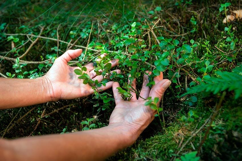 Contacto con la naturaleza en los baños de bosque