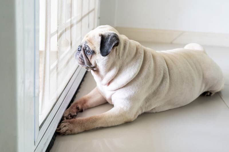 perro mira ventana