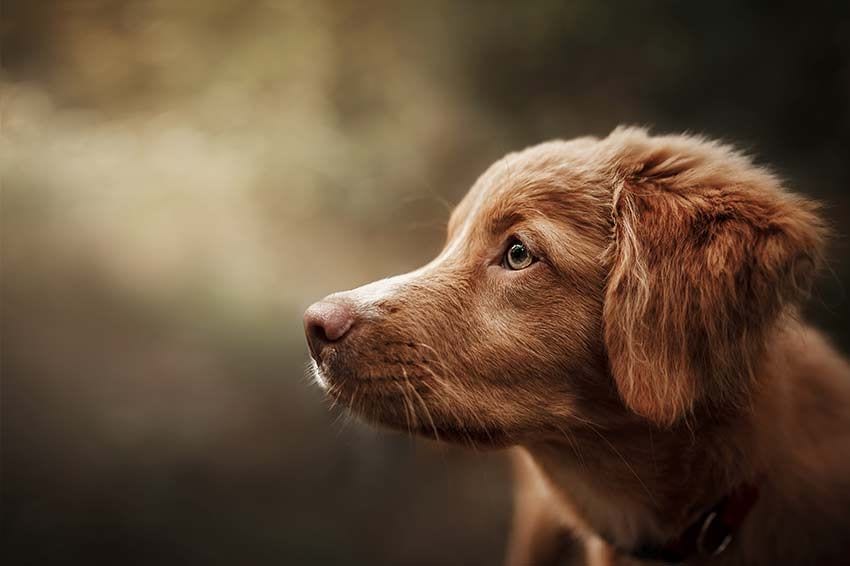 07 perros atractivos razones amor ternura