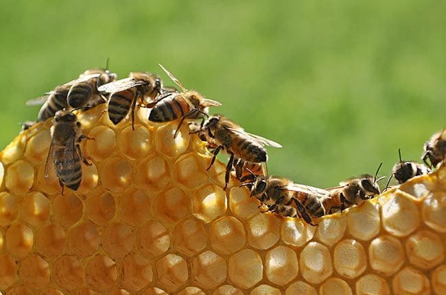 Las abejas trabajan sin que nadie les coordine