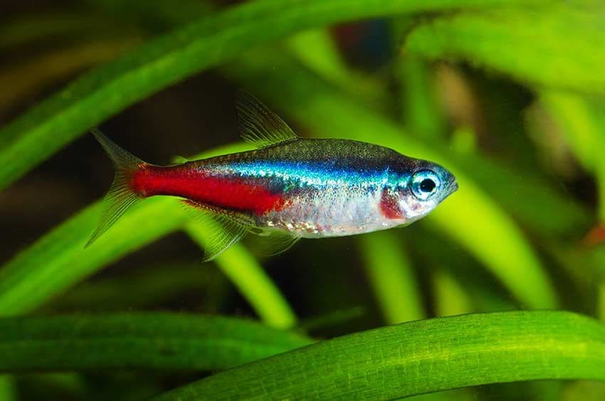 06 peces mas bonitos llamativos provocadores para acuario