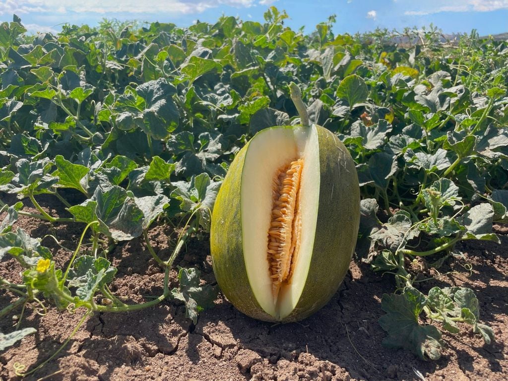 Melón de la variedad mochuelo en una plantación