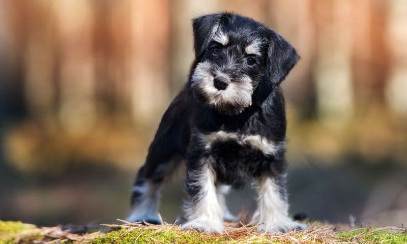 schnauzer