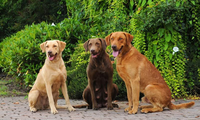 razas perro caza perro retriever de chesapeake