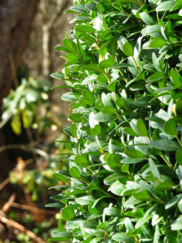 Boj (Buxus sempervirens)